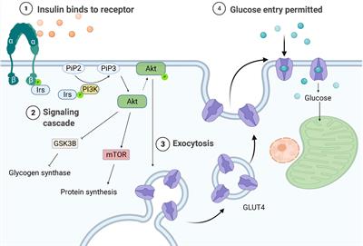 Meta-Inflammation and Metabolic Reprogramming of Macrophages in Diabetes and Obesity: The Importance of Metabolites